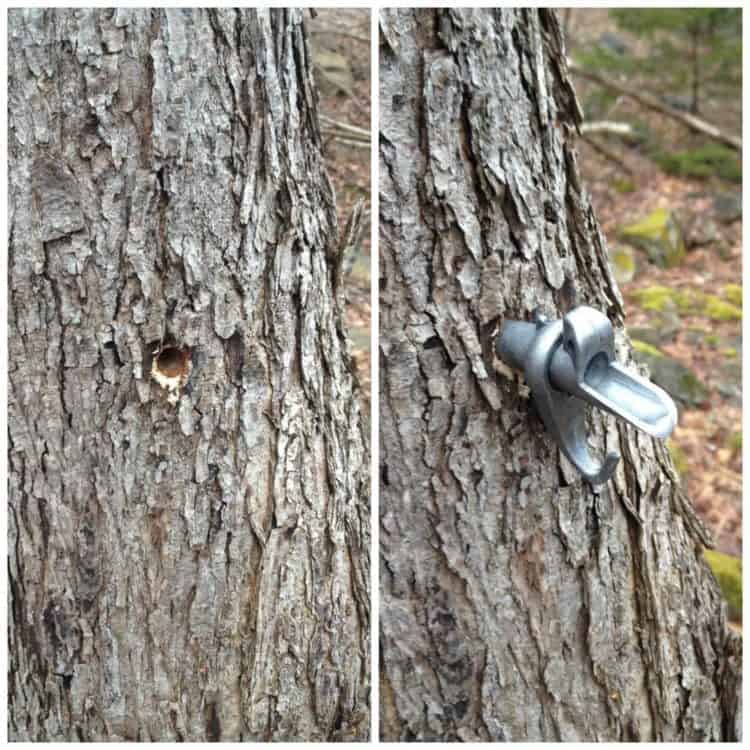 picture showing a whole drilled in a maple tree and a spout being placed in the whole to 'tap' the tree