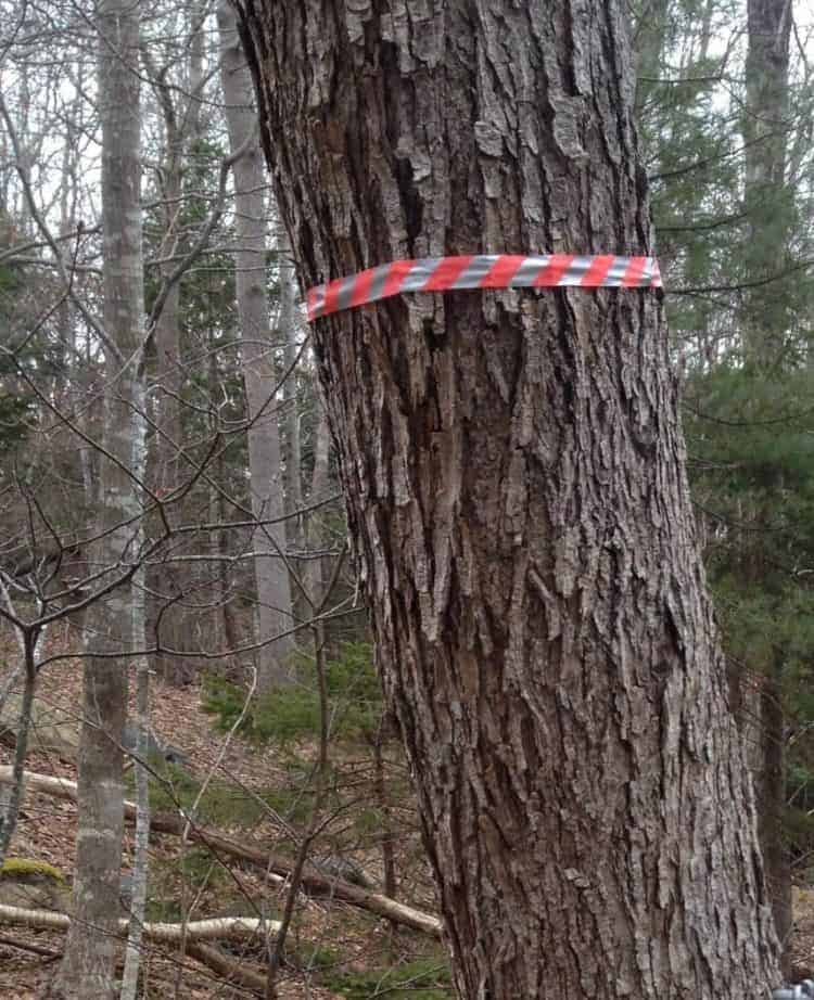 A mature birch tree tagged with red trail marker tape
