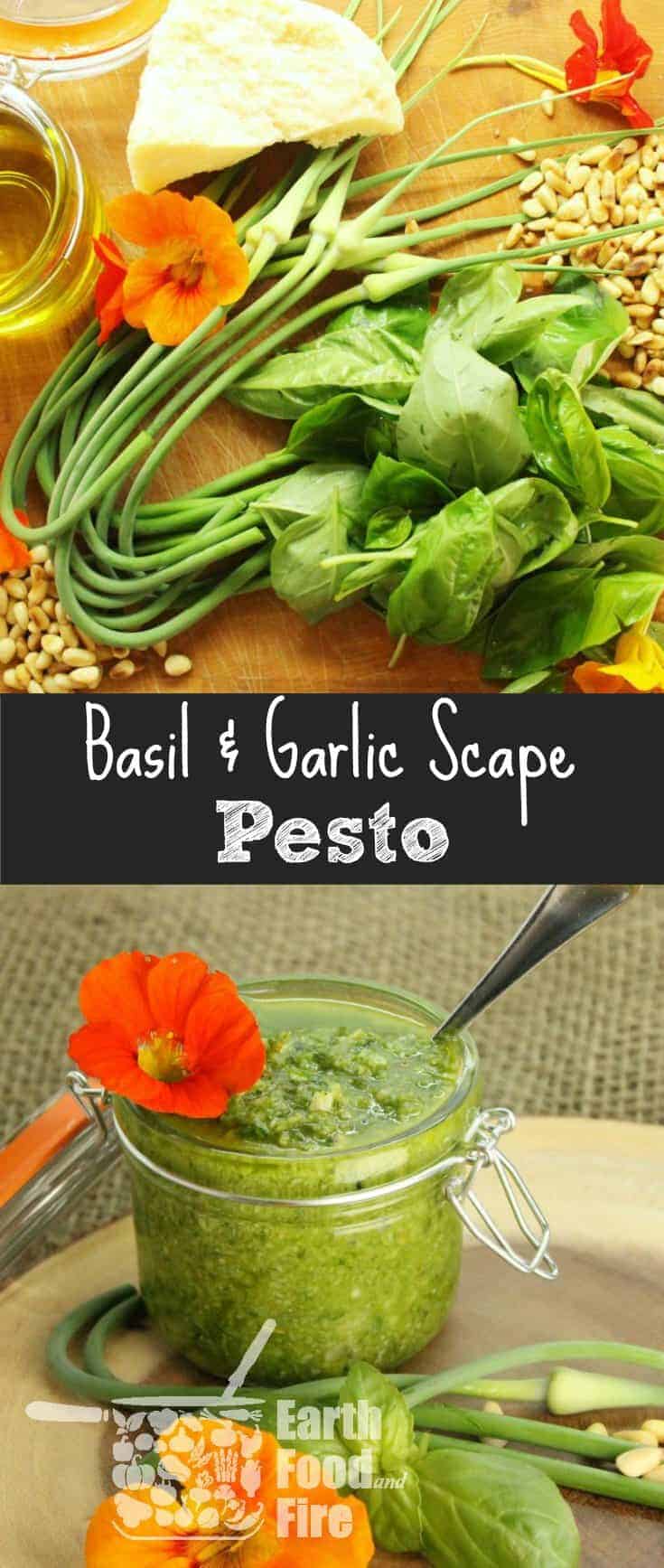 Fresh Basil & Garlic Scape Pesto Recipe