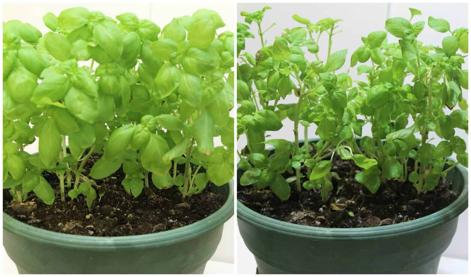 Prune and harvest the herbs in your windowsill garden regularly to stimulate new growth.