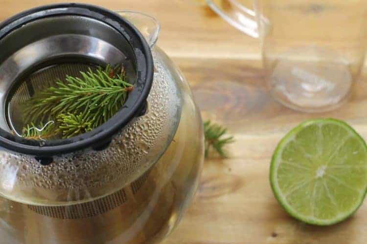 Spruce needles steeping ion a glass teapot 