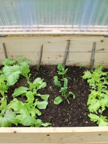 Gardening in a cold frame -Why every gardener should own one