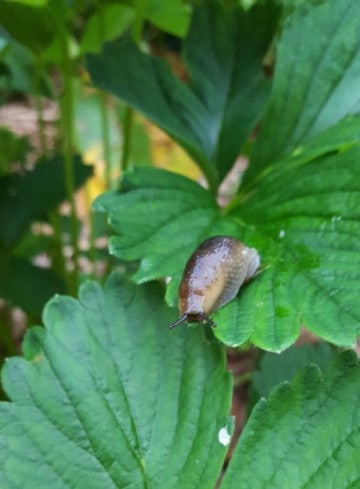 Getting rid of slugs in your garden can be a challange, Learn how woth these natural slug repellents.