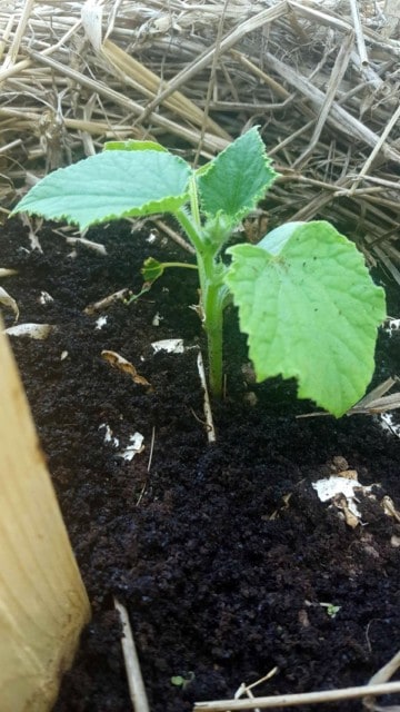 Use old coffee grounds to help keep slugs out of your garden!