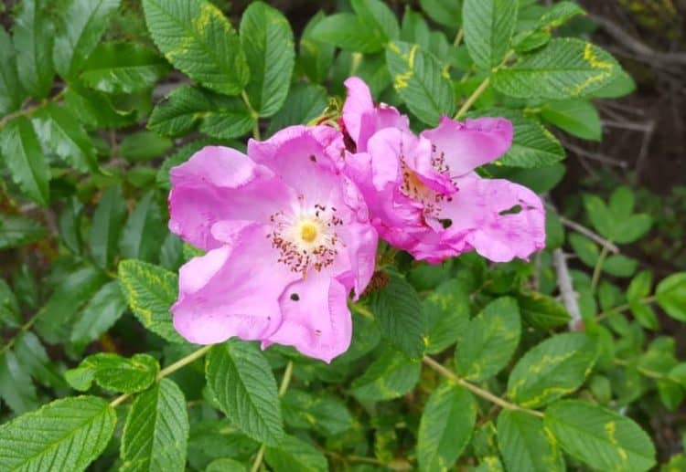 wild roses bush with two flower heads in bloom, located in PEI canada