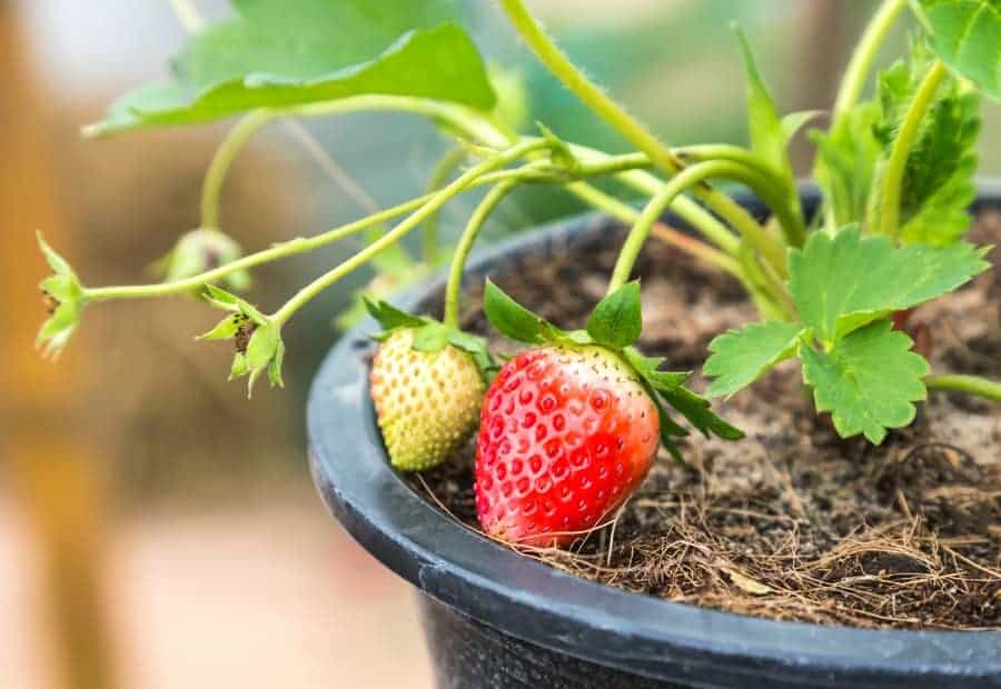 Growing Strawberries in Pots - Earth, Food, and Fire