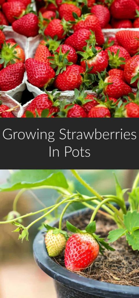 Growing Strawberries in Pots - Earth, Food, and Fire