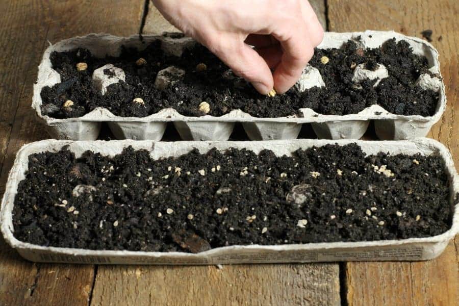 Heat Mats: Are They Really Necessary for Sowing Seeds? - Laidback Gardener