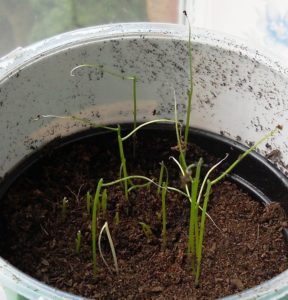 Chive seedlings sprouting in a pot