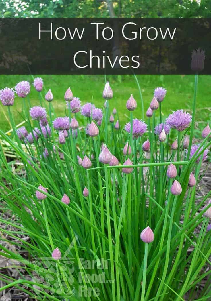 How To Grow Chives In Your Garden - Earth, Food, and Fire