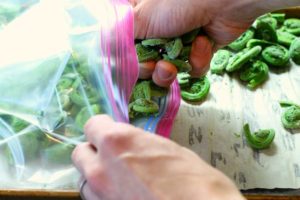 frozen fiddleheads being placed into a ziploc bag for long term storage