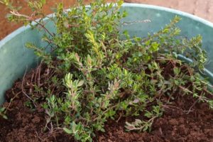 thyme growing in a pot which will be placed in a windowsill herb garden
