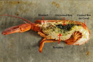 a cooked lobster cut in half with the various edible and inedible parts shown