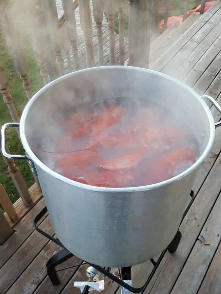 A pot full of lobsters boiling away