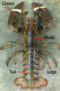 the various basic body parts of an atlantic lobster