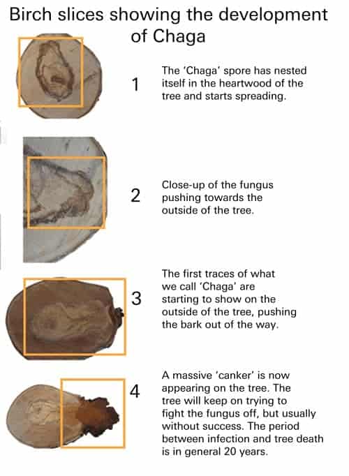 A diagram showing the life cycle of chaga mushroom as it develops in a birch tree.