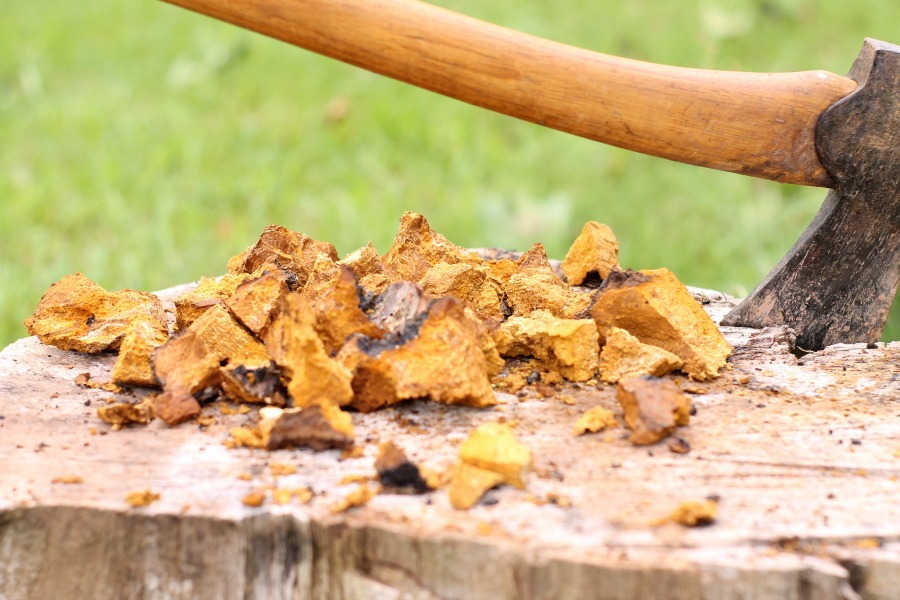 broken up pieces of dried chaga mushroom on a wooden stump outside