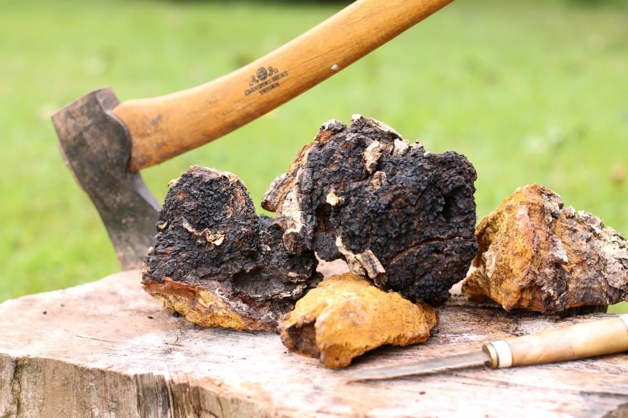 raw freshly foraged chaga pices on a wooden stump