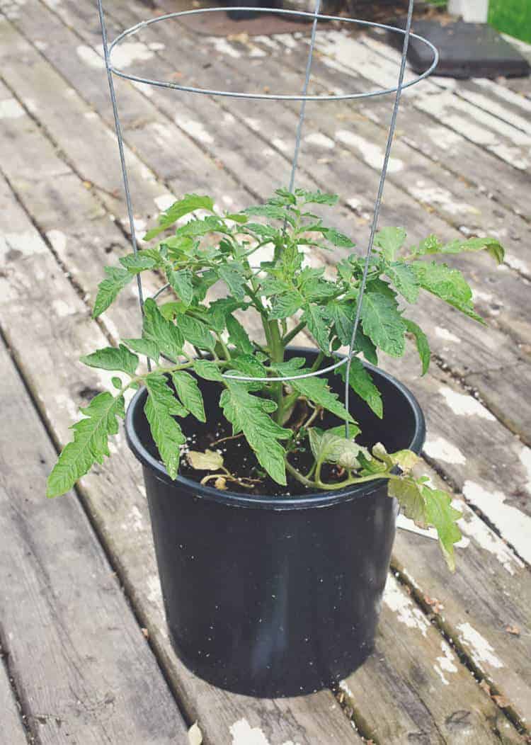 Growing Cherry Tomatoes In Pots Earth Food And Fire