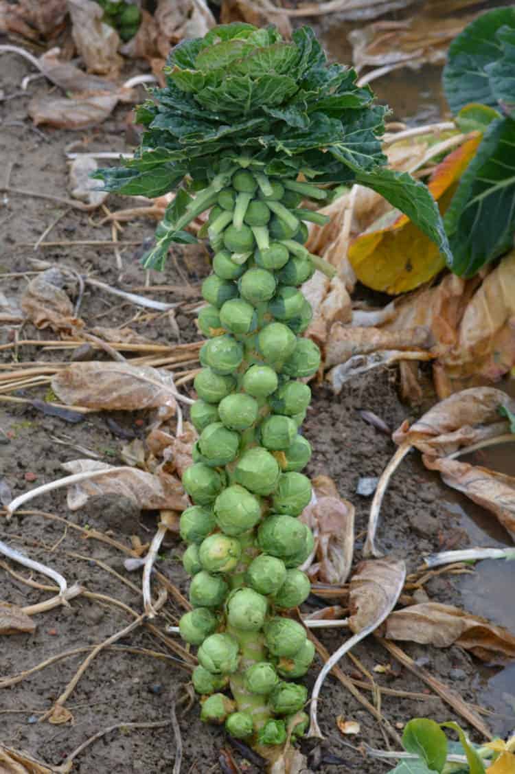 brussels-sprouts-trivia-from-daily-harvest-express