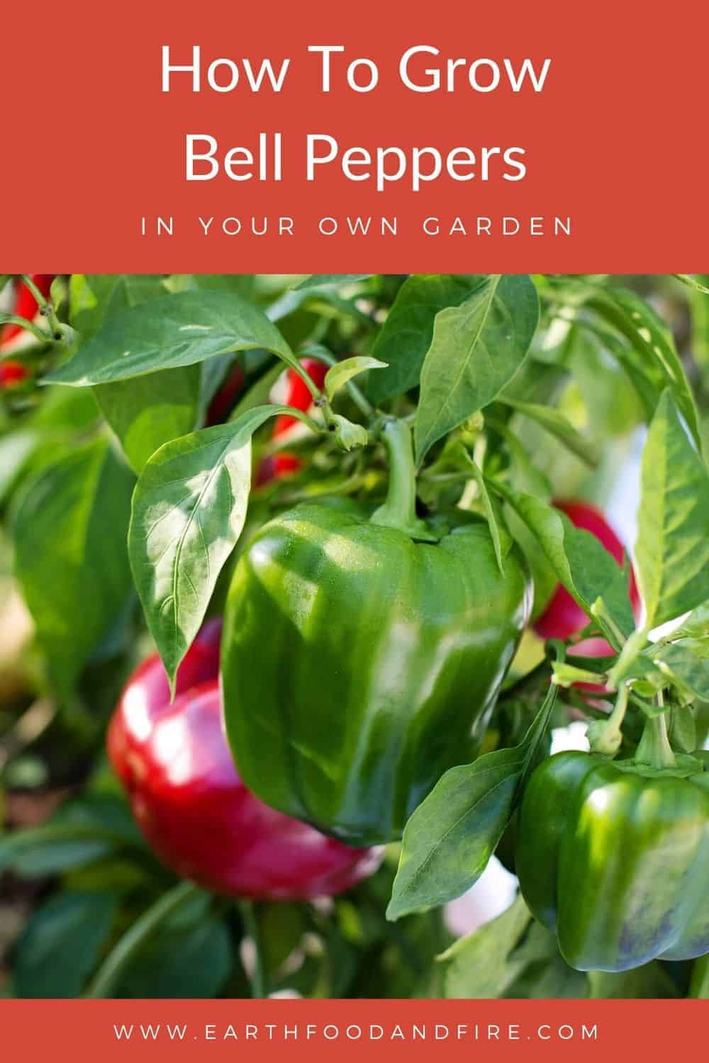 How To Grow Bell Peppers - Earth, Food, and Fire