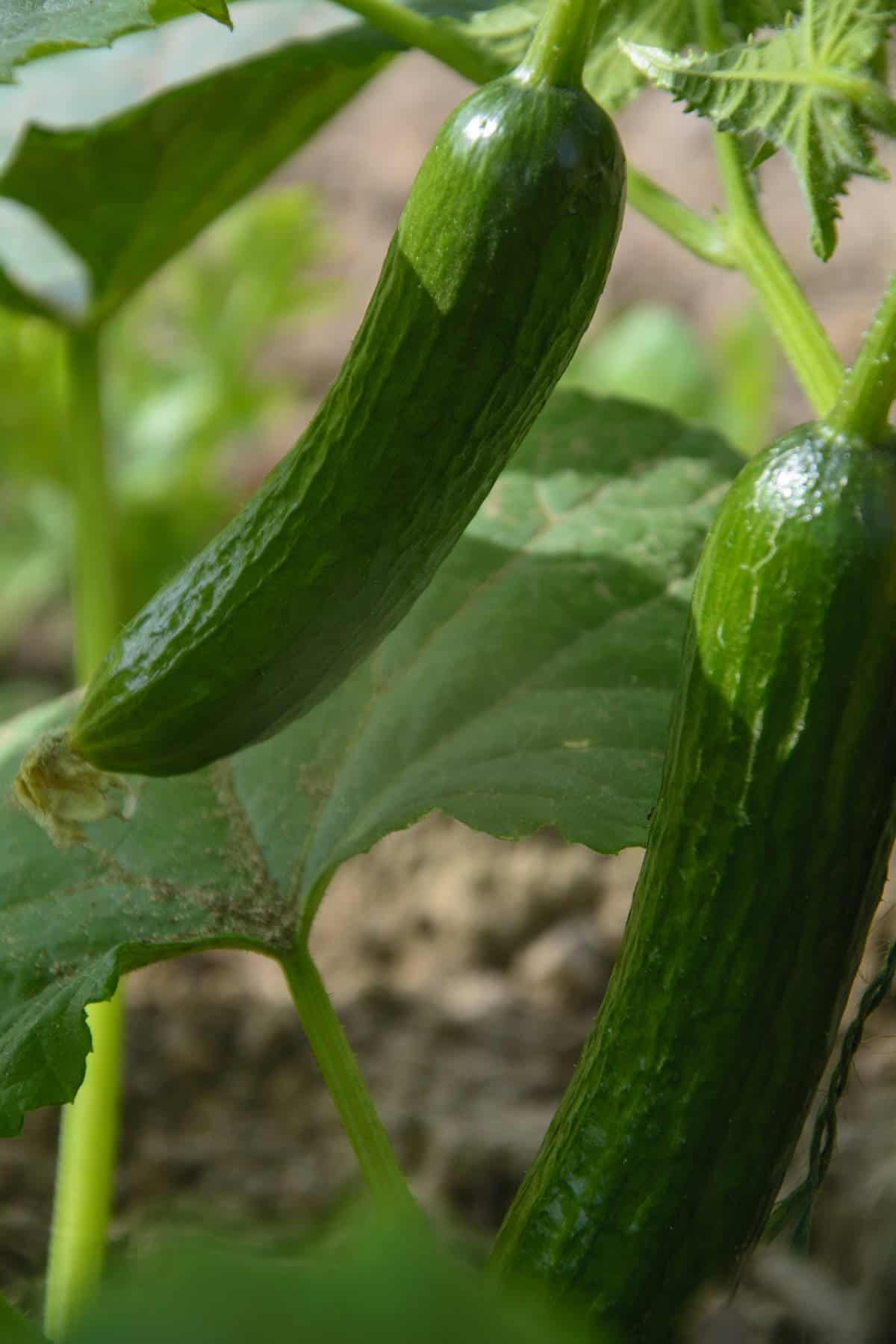 https://www.earthfoodandfire.com/wp-content/uploads/2022/05/fresh-cucumbers-in-the-garden.jpg