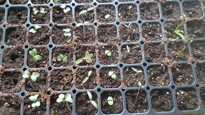 The Best Seed Starting Trays For Beginner Gardeners - Earth, Food, and Fire