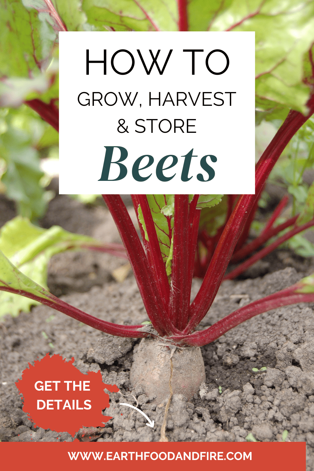 How To Grow Beets - Earth, Food, and Fire