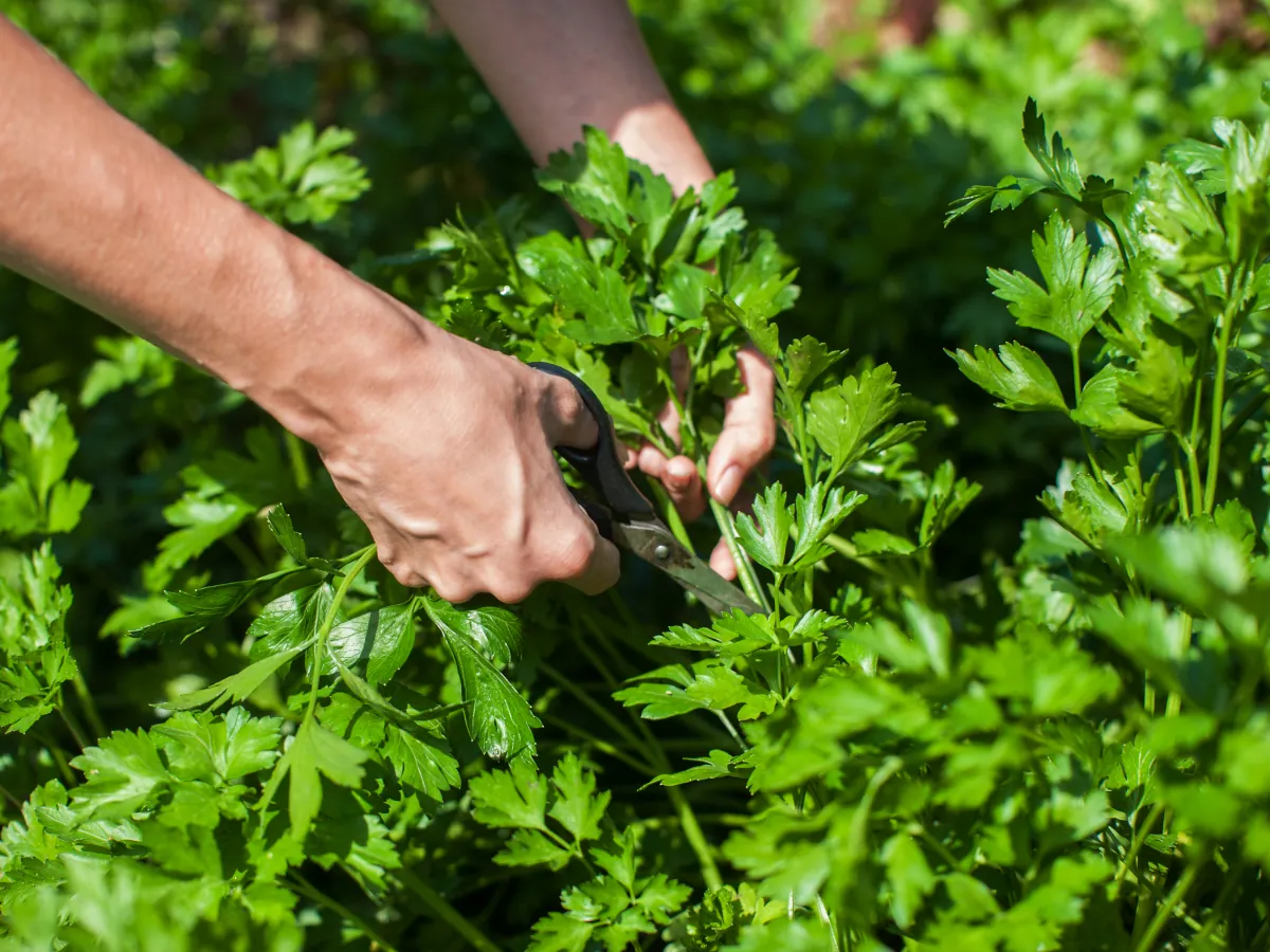 Harvesting fresh parsley - how to grow parsley yourself