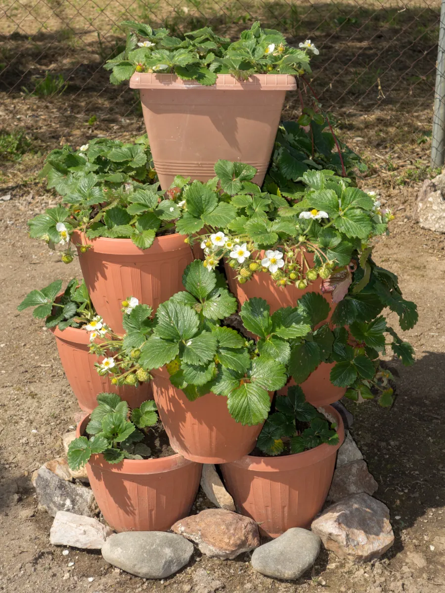 Strawberries growing in pots - tower planters