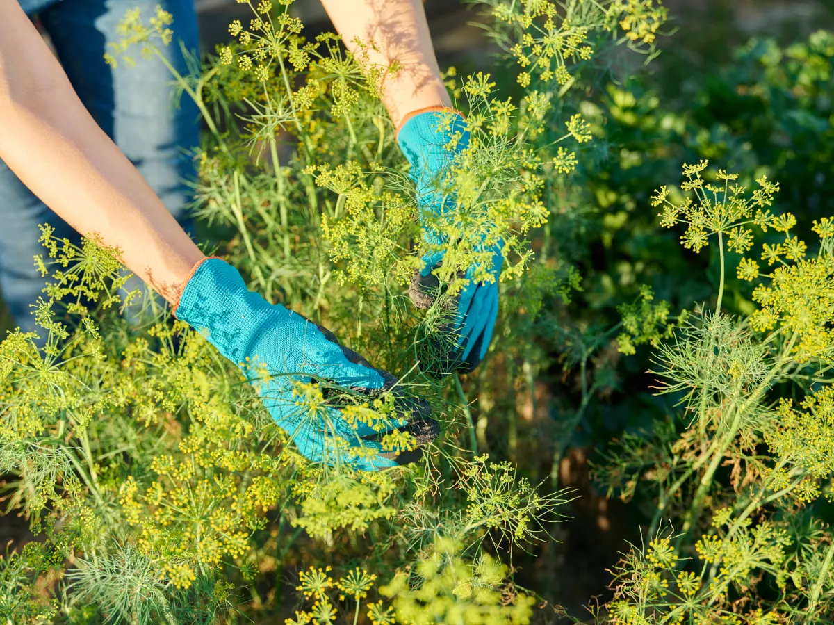 Harvesting twigs of umbrellas plant dill in home garden