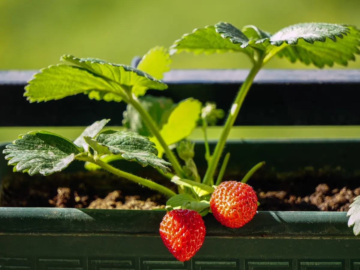 Growing strawberries in pots