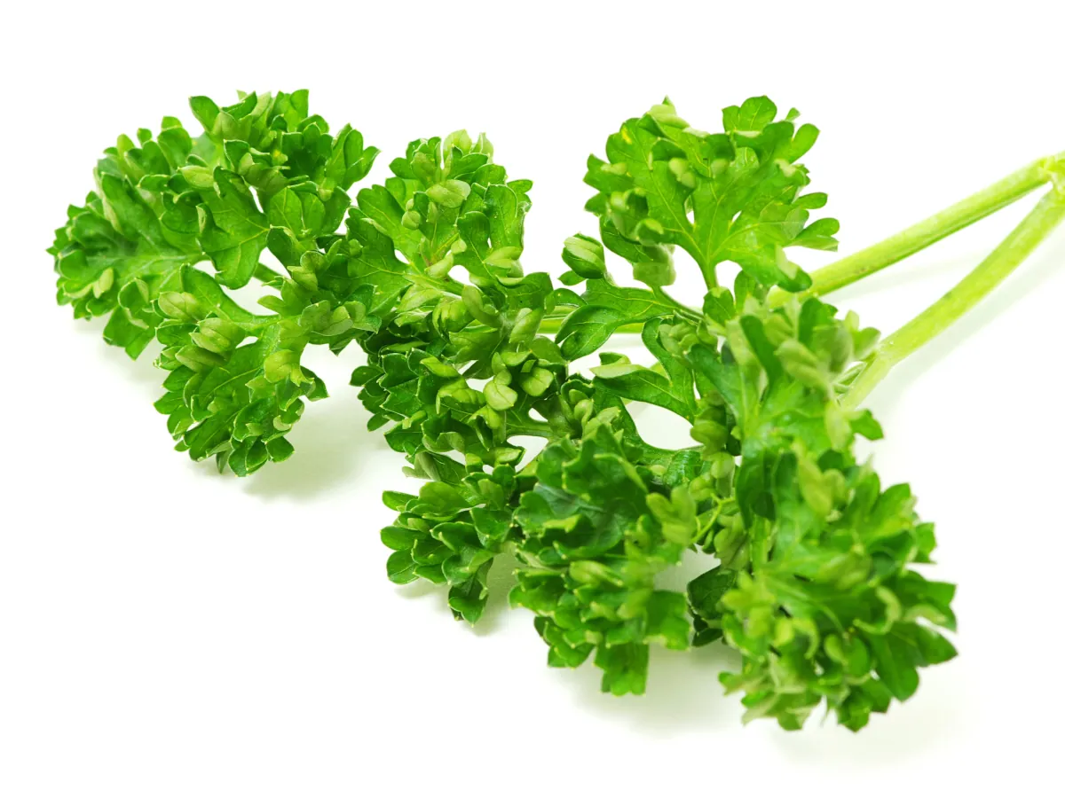 Curly parsley - how to grow parsley yourself