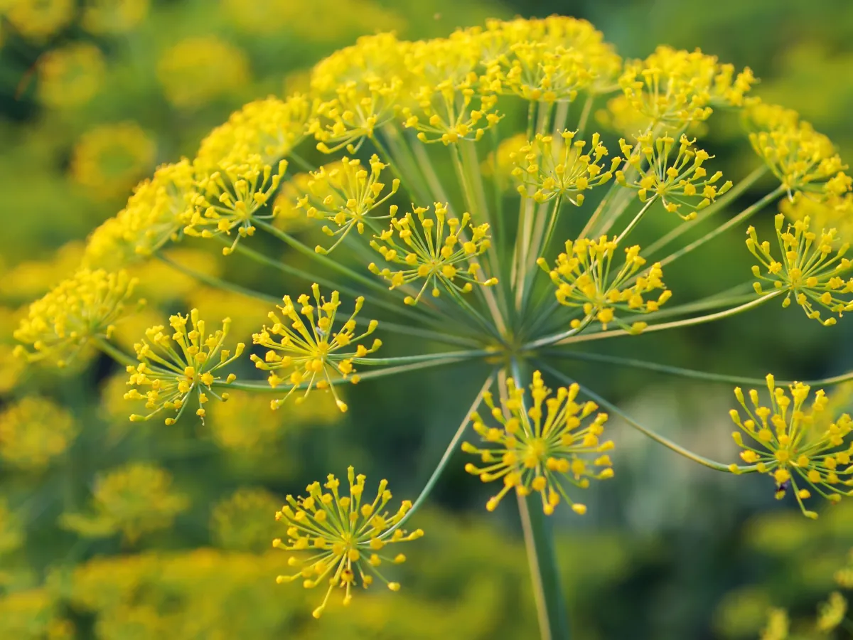 Dill flower, learn how to grow your own dill