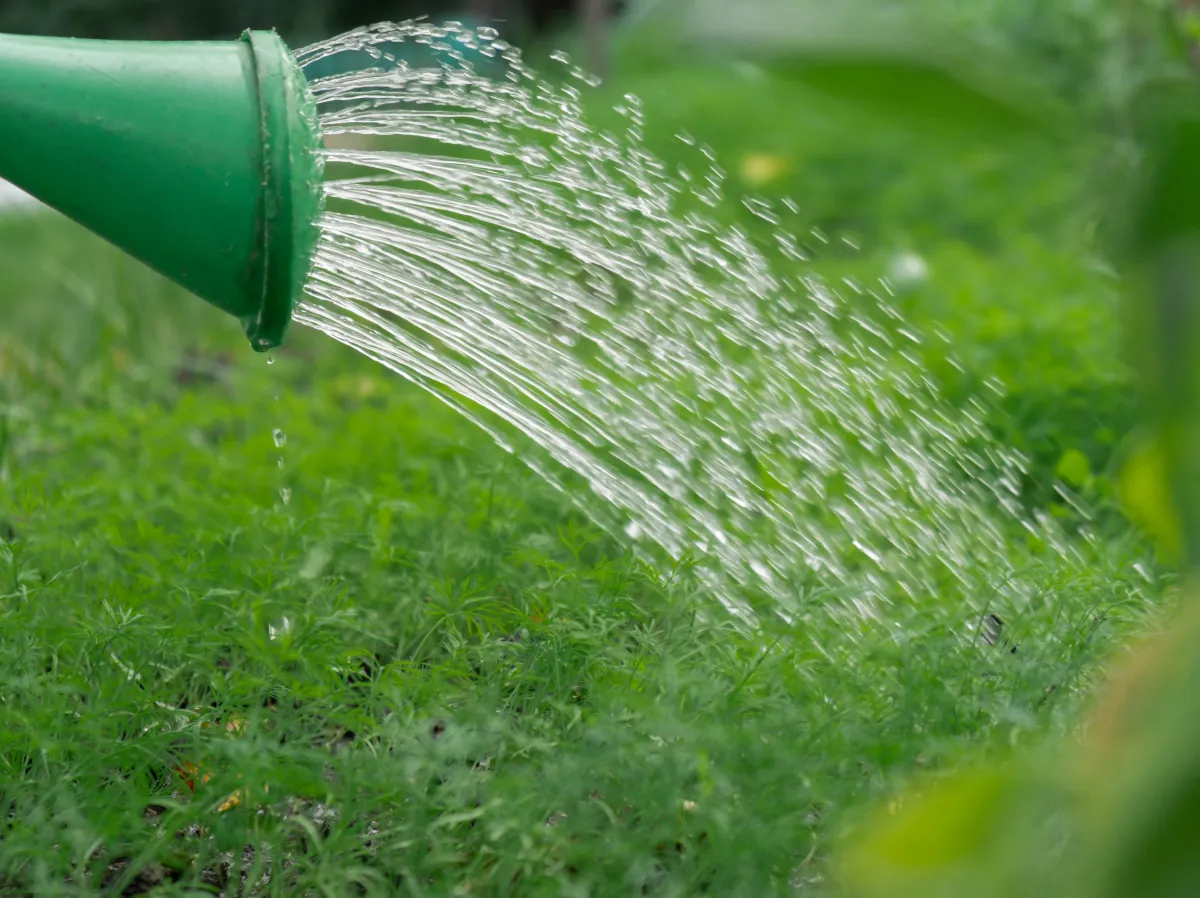 Watering dill in home garden - learn how to grow dill