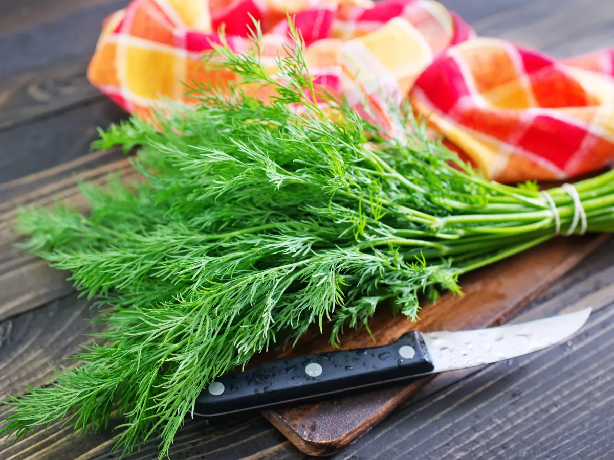 Dill on the chopping board with knife in the kitchen, learn how to grow your own dill