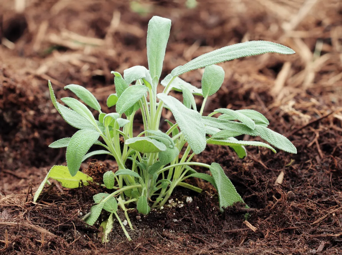 Garden sage - learn how to grow sage in your garden