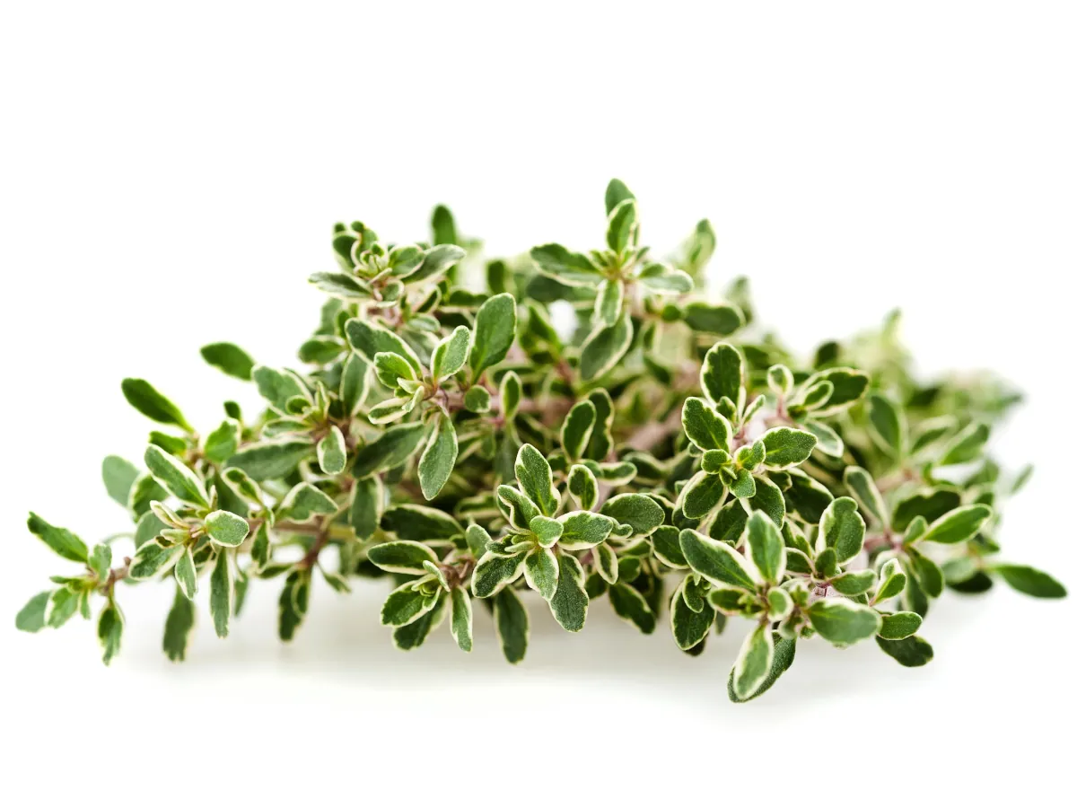 Lemon thyme - learn how to grow thyme in your garden