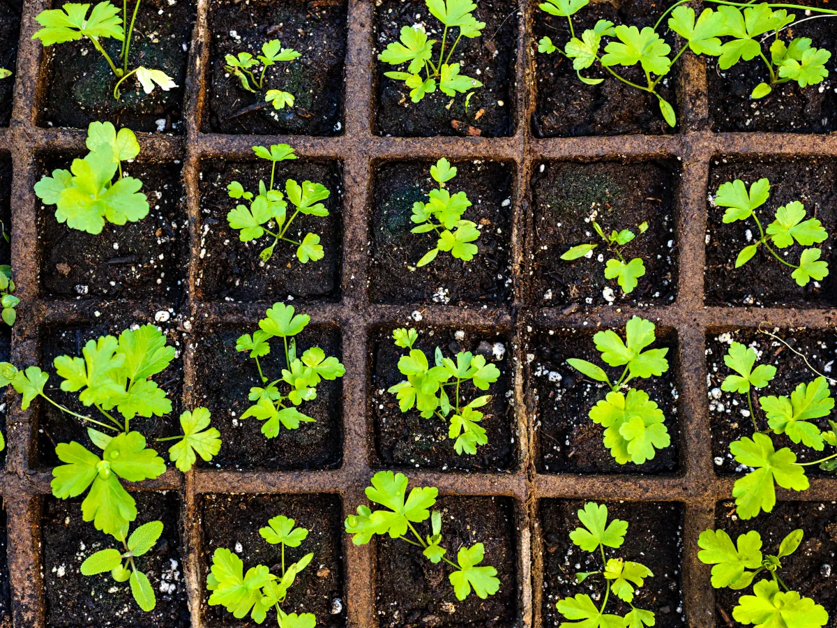 Parsley seedlings - learn how to grow parsley yourself