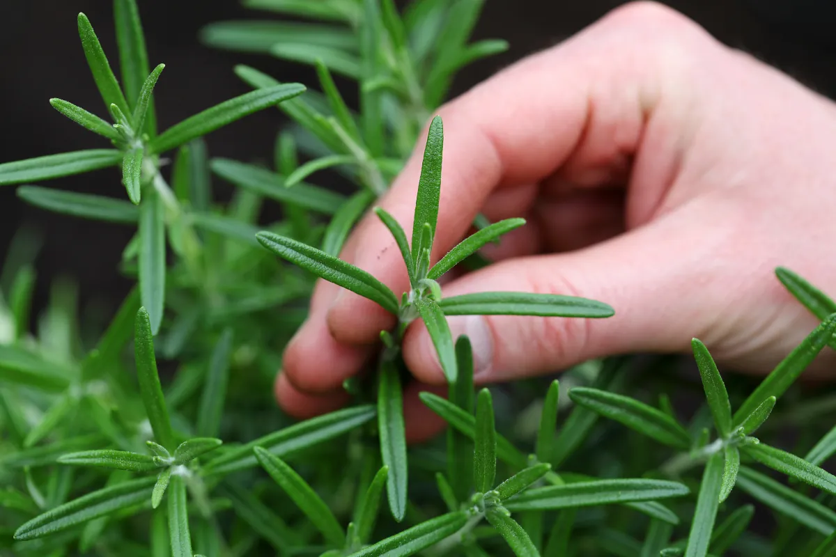 How to grow rosemary - harvesting