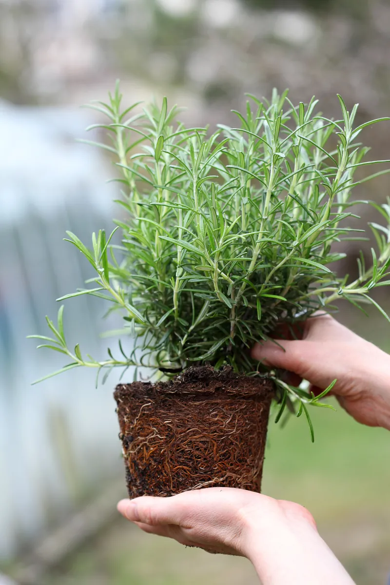 How to grow rosemary in pot