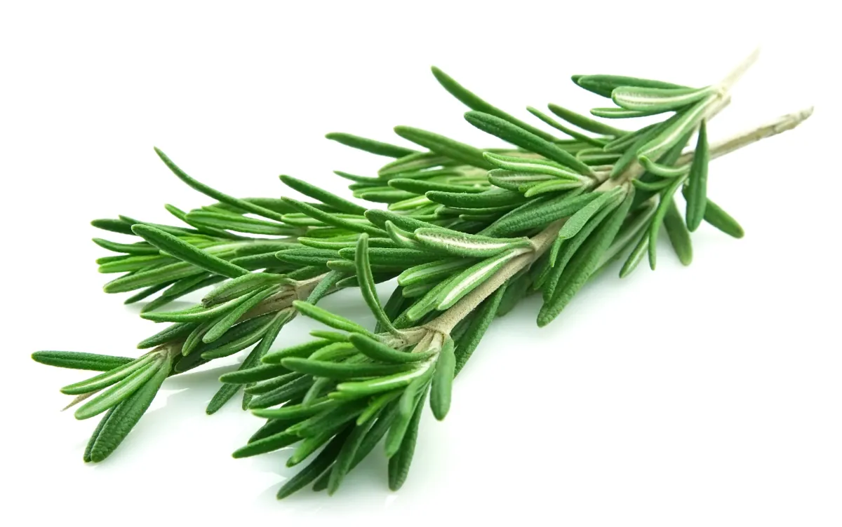 How to grow rosemary