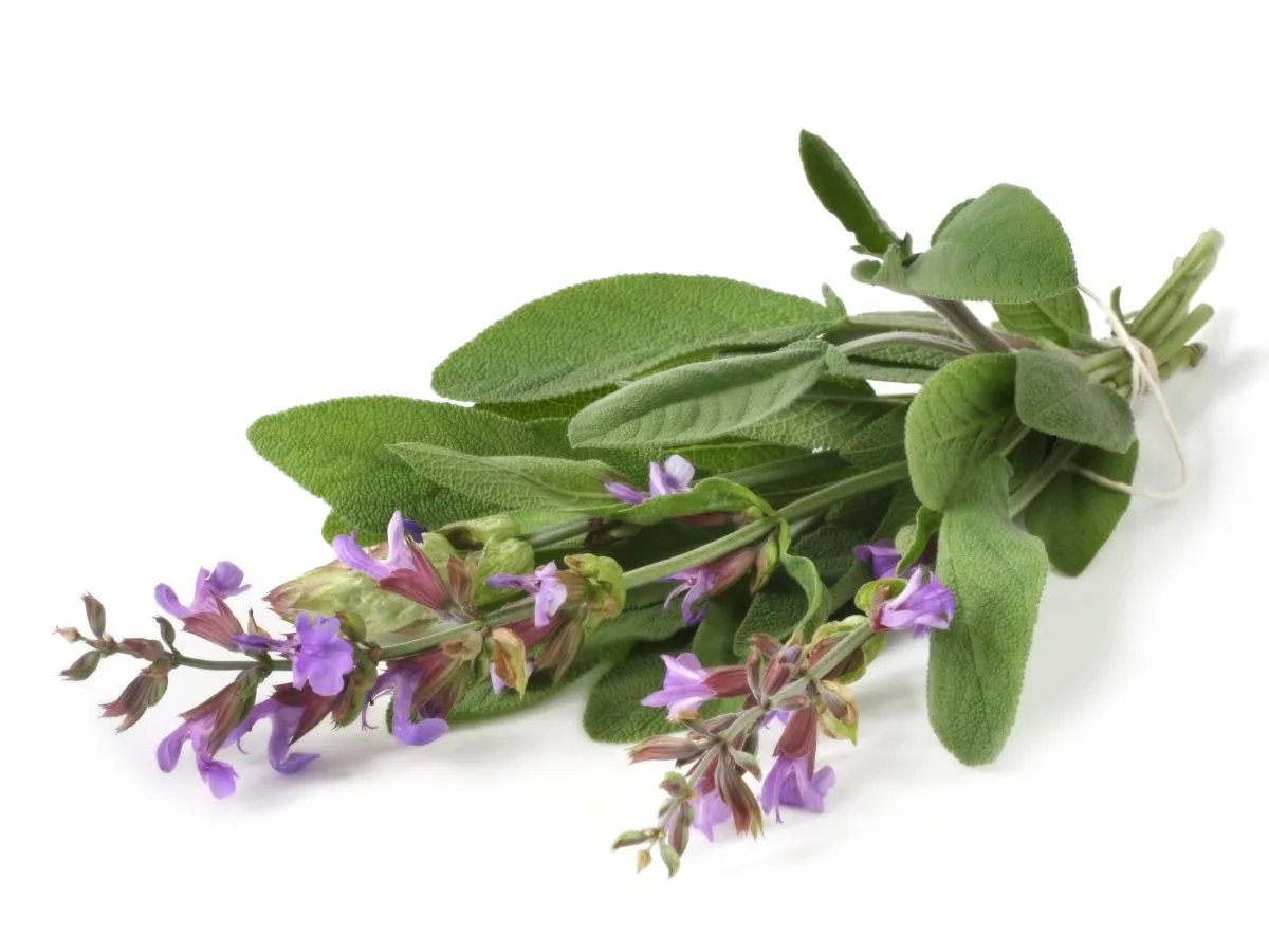 A bunch of freshly picked flowering sage - learn how to grow sage in your garden