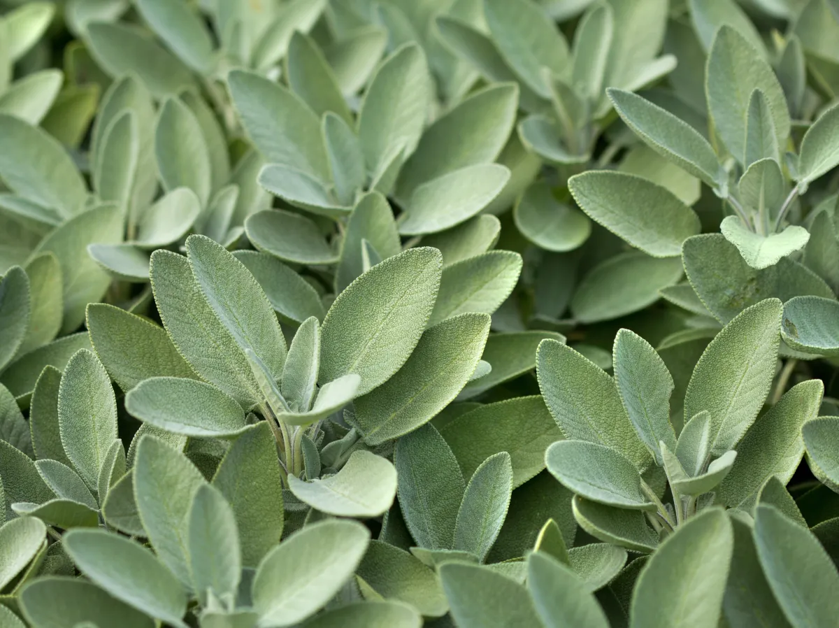 Sage leaves - learn how to grow sage in your garden