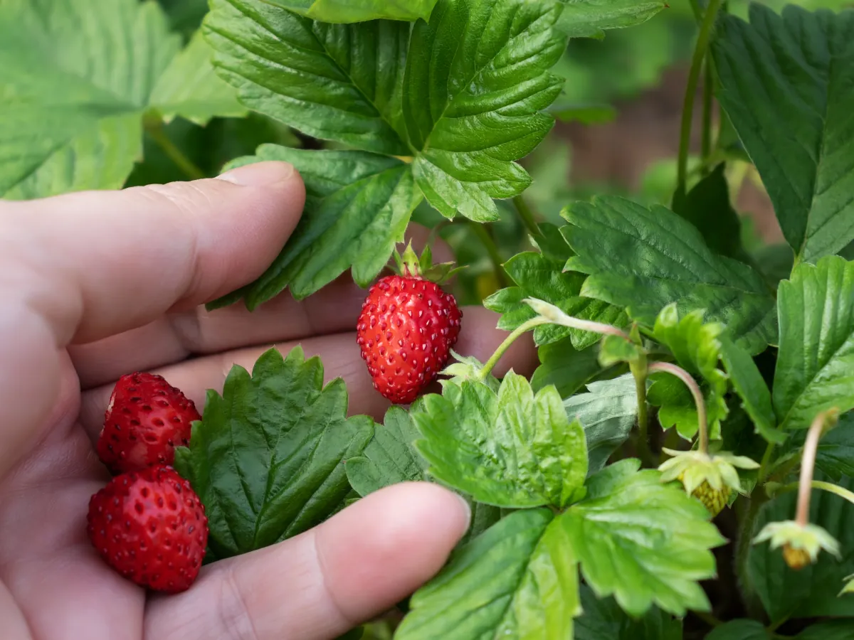 Harvesting home grown strawberries