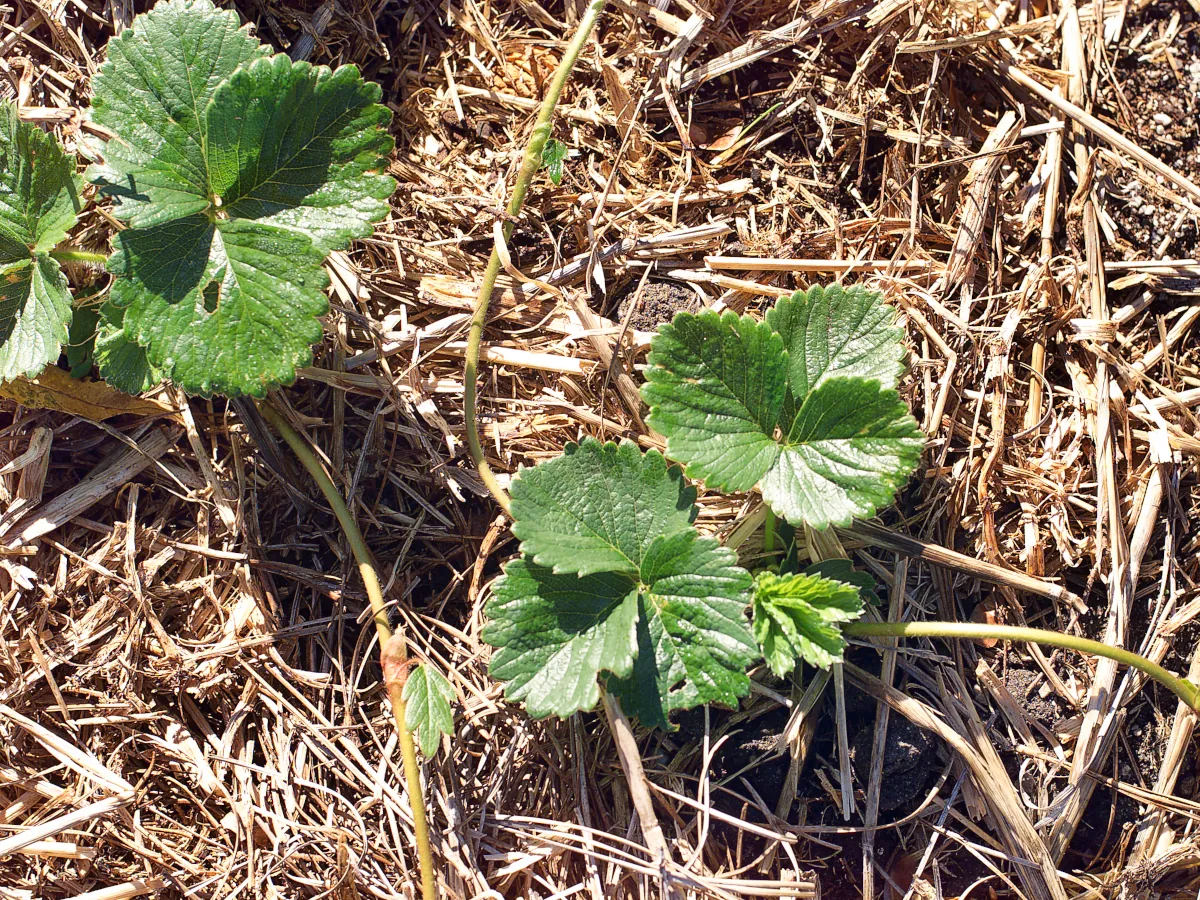 How To Grow Strawberries At Home - strawberry plant