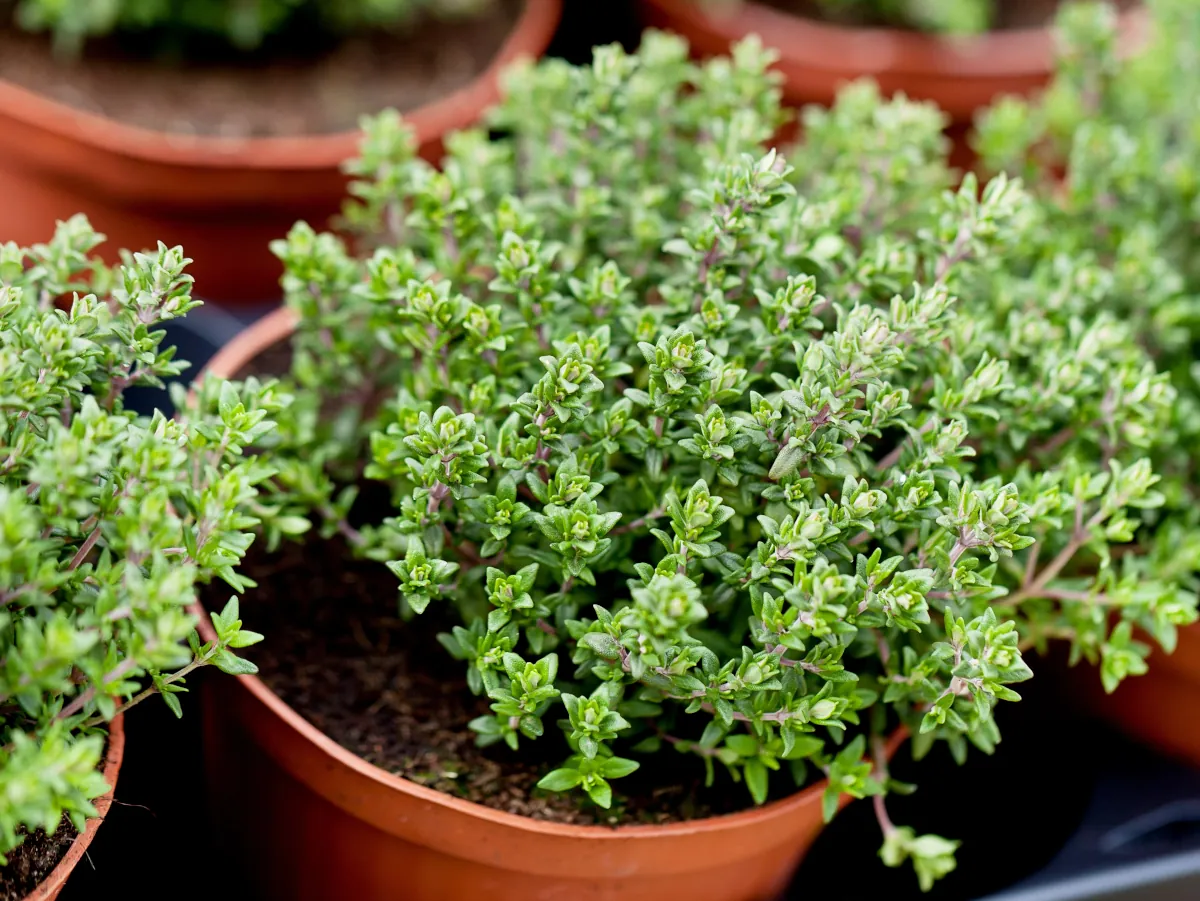 How to grow thyme in pots