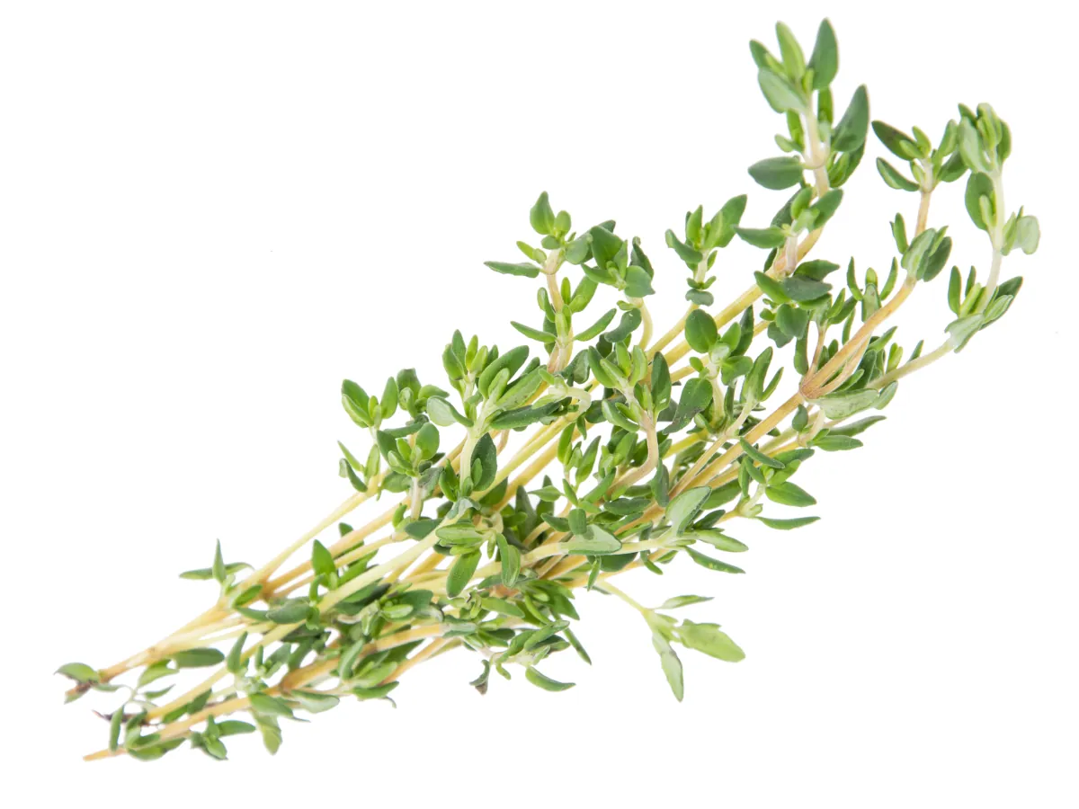 thyme - learn how to grow thyme in your garden