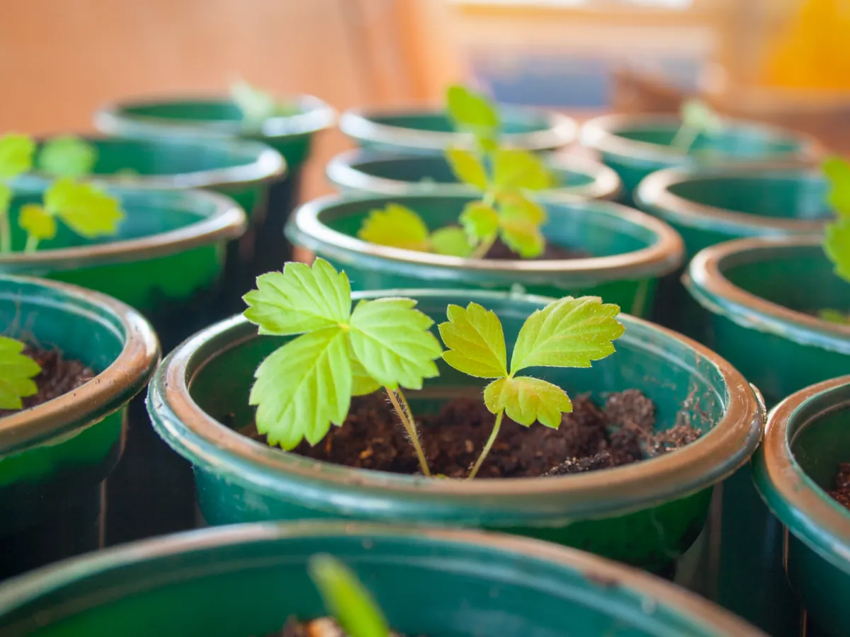 Strawberries seedlings growing in pots