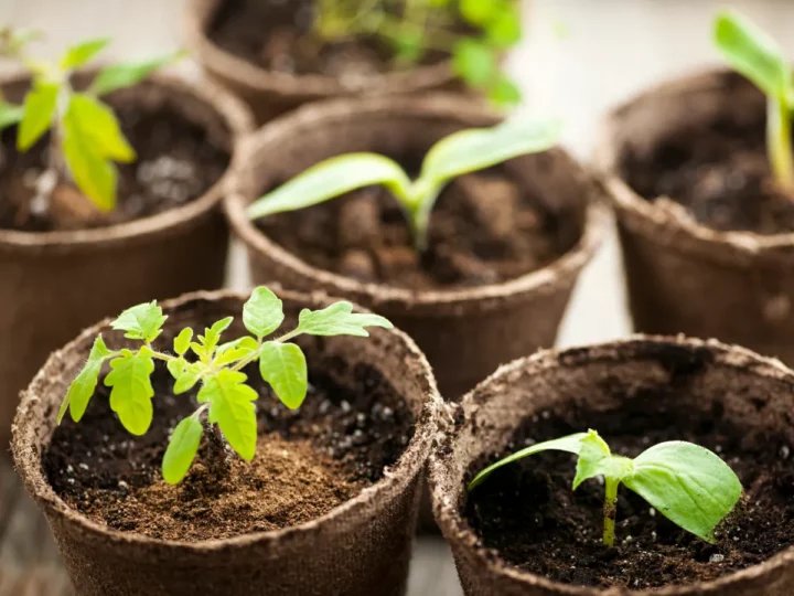 Starting seeds indoors - various seedlings growing in the pots